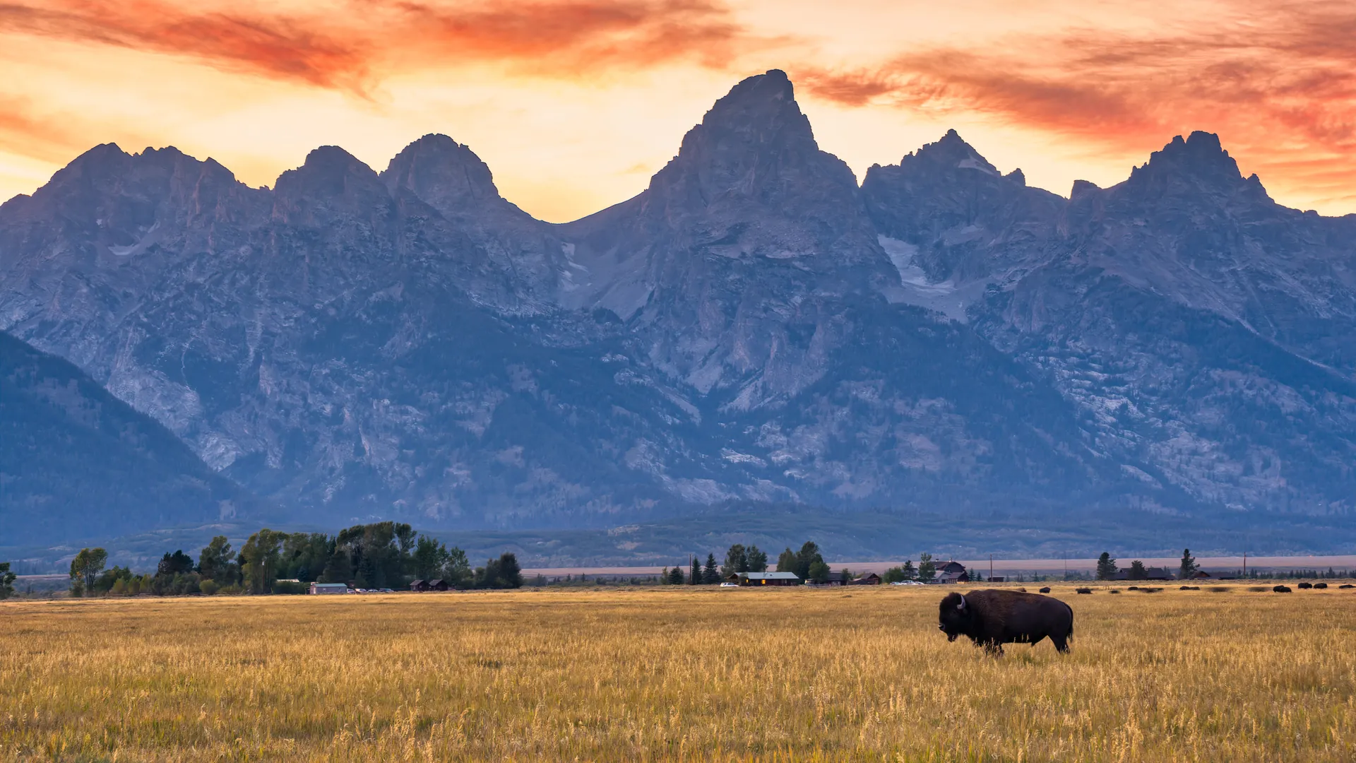 Bison beneath the Tetons — the Wyoming frontier the pieces are proven in